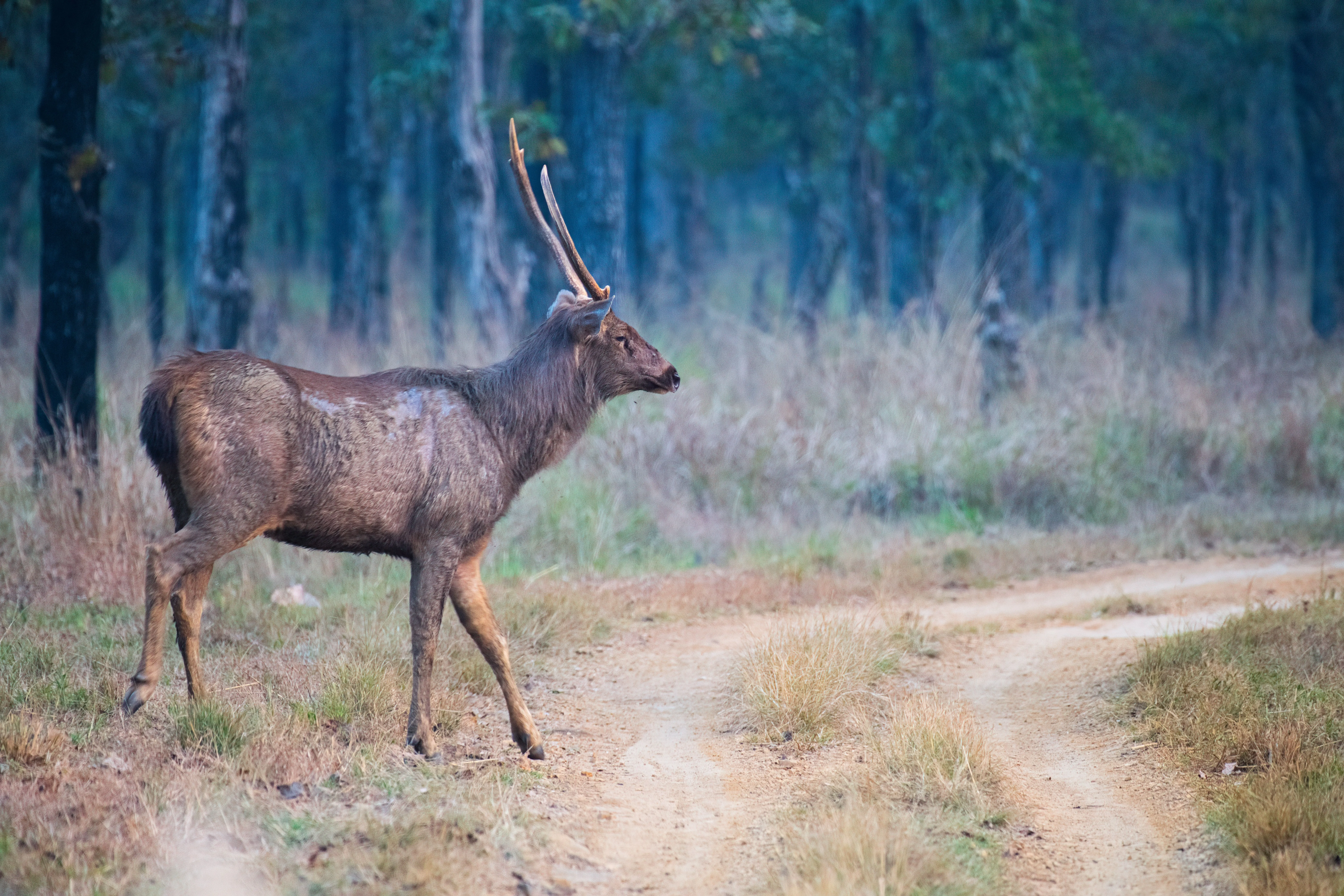 Bengal Tiger in Bandhavgarh
