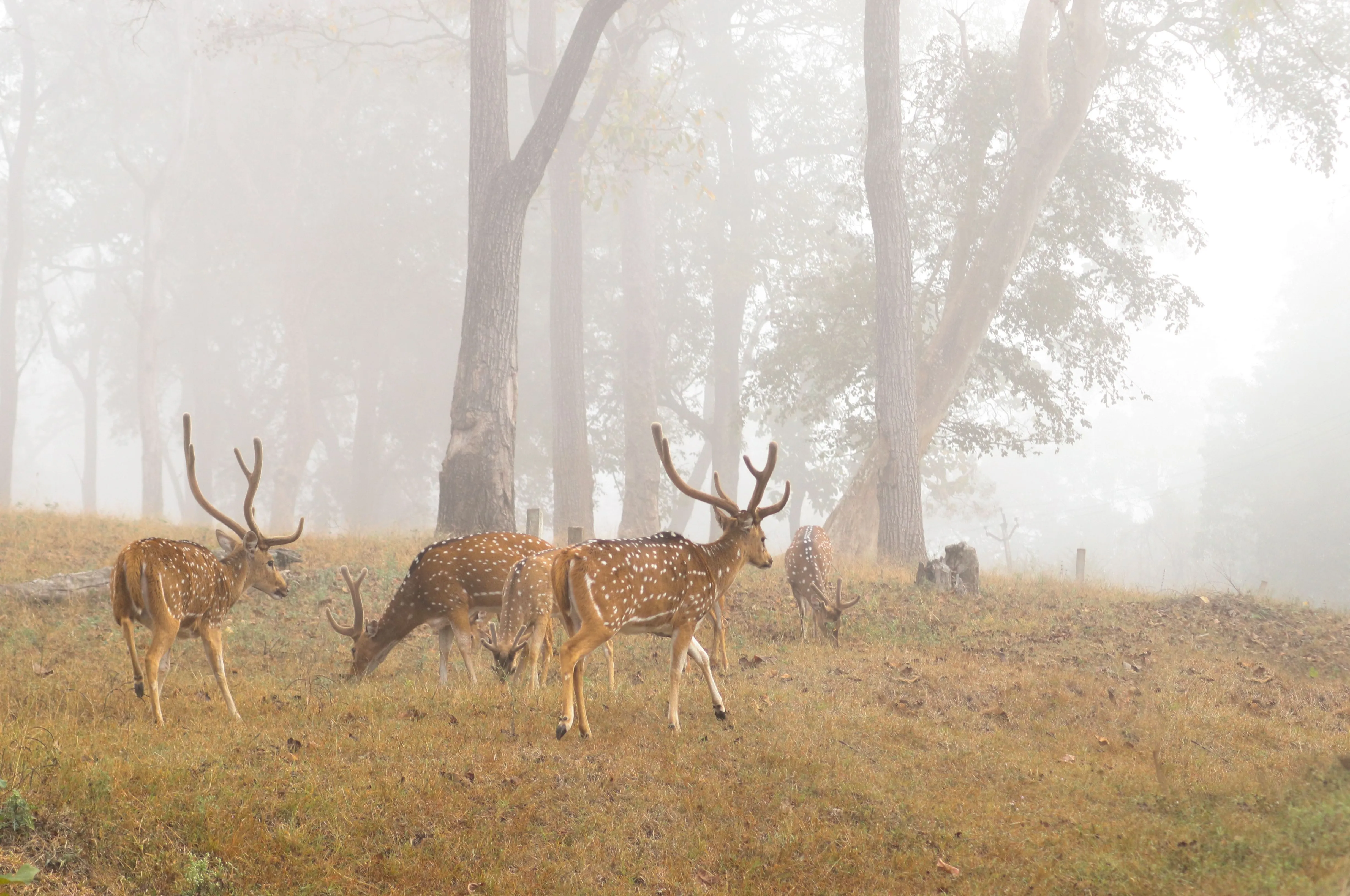 Bandhavgarh Fort Hill