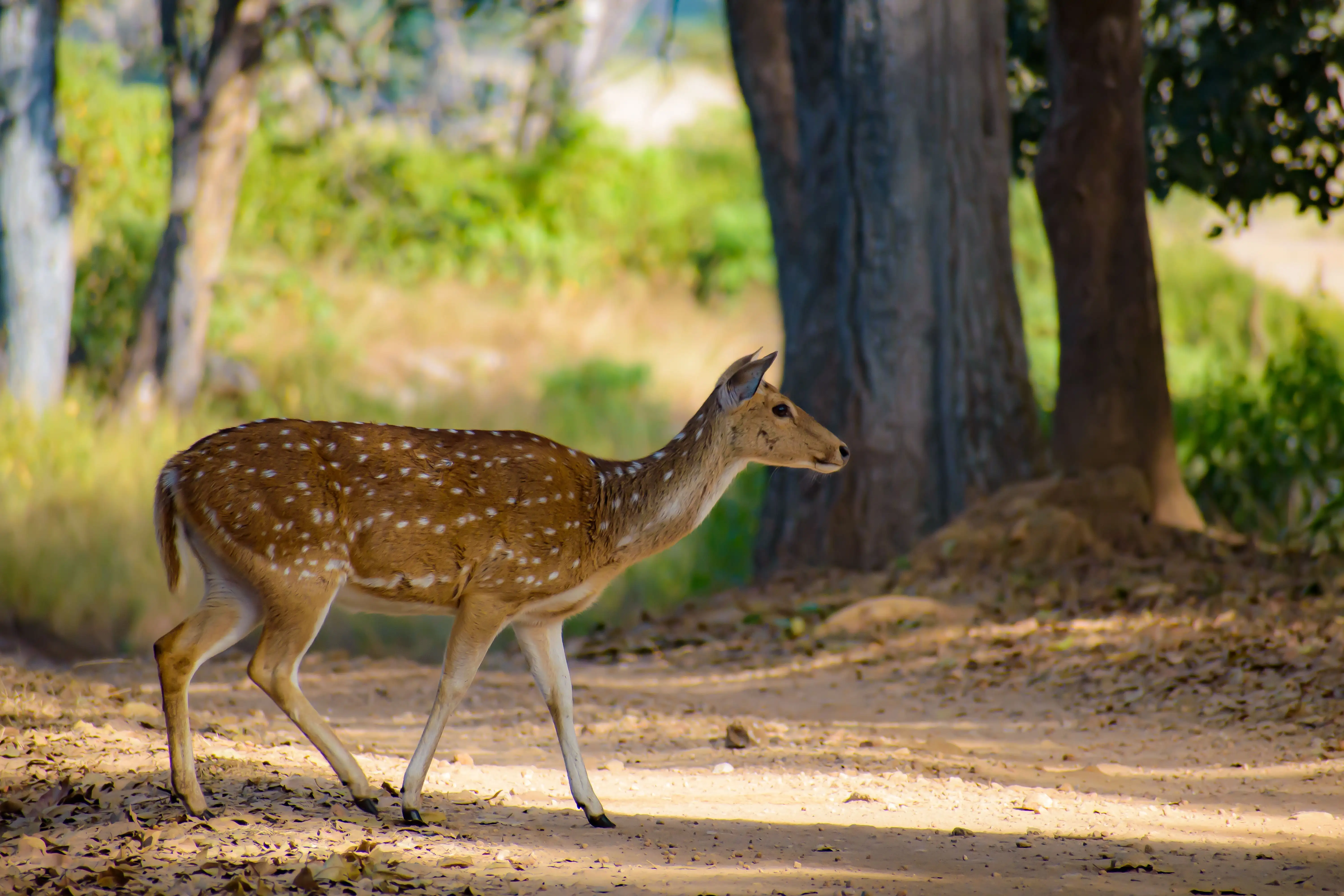 Jeep Safari Bandhavgarh