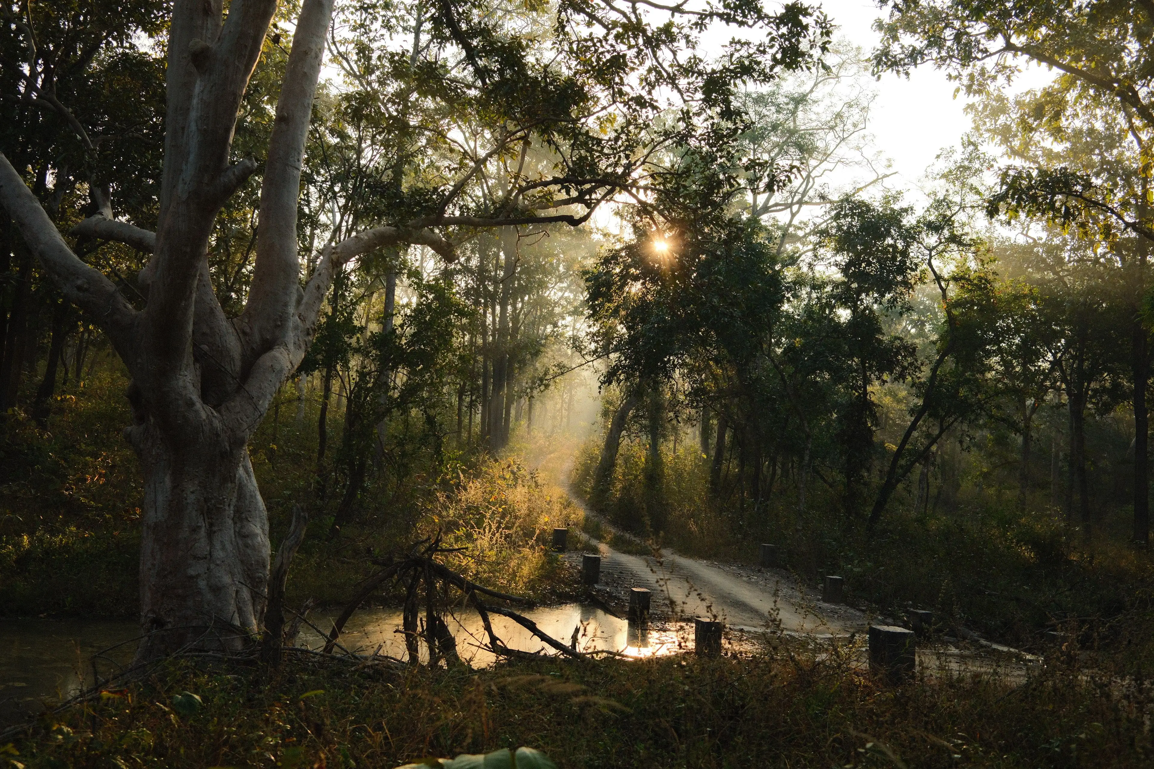 Lush Kanha Meadows