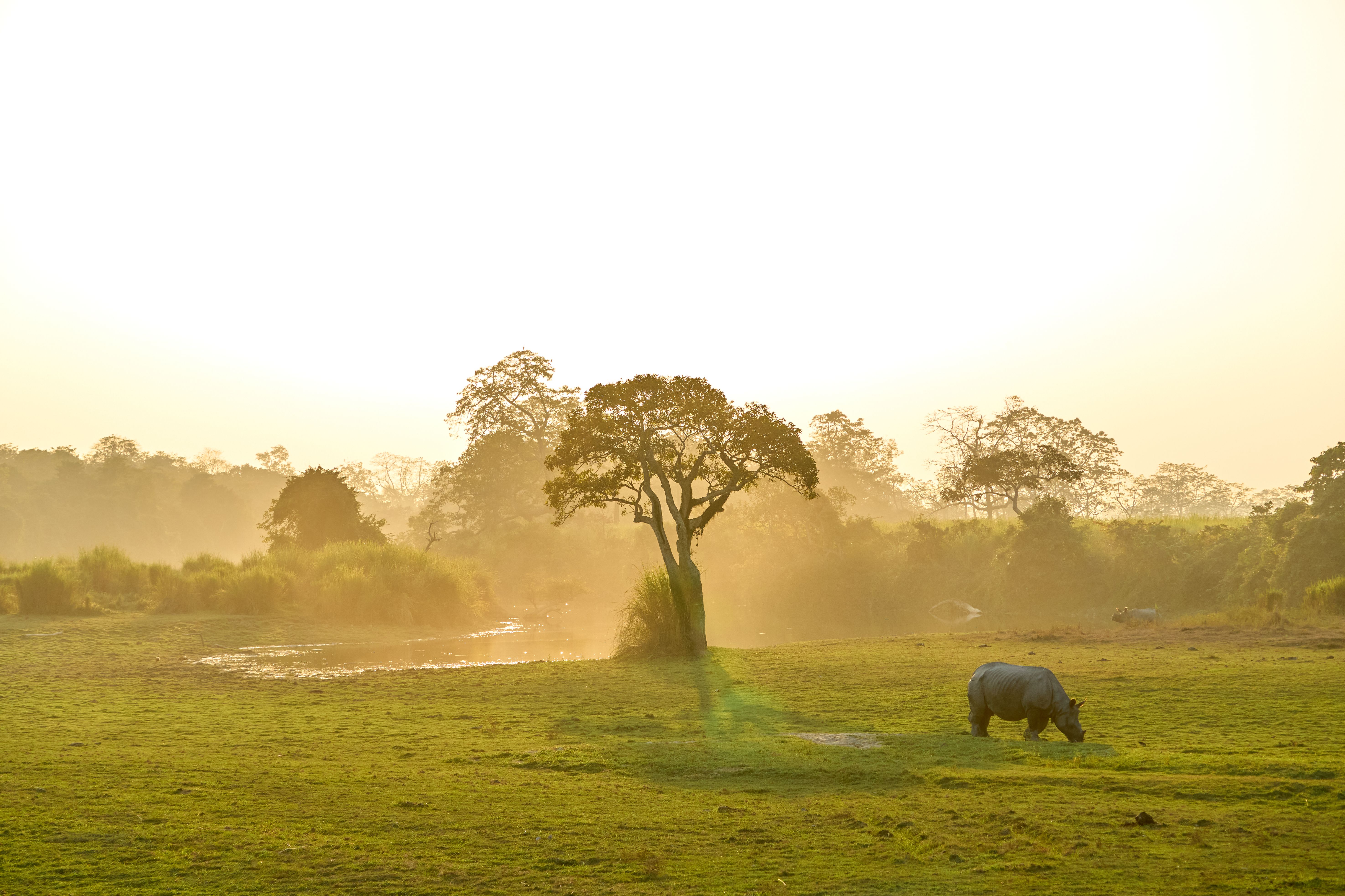 Brahmaputra Floodplains