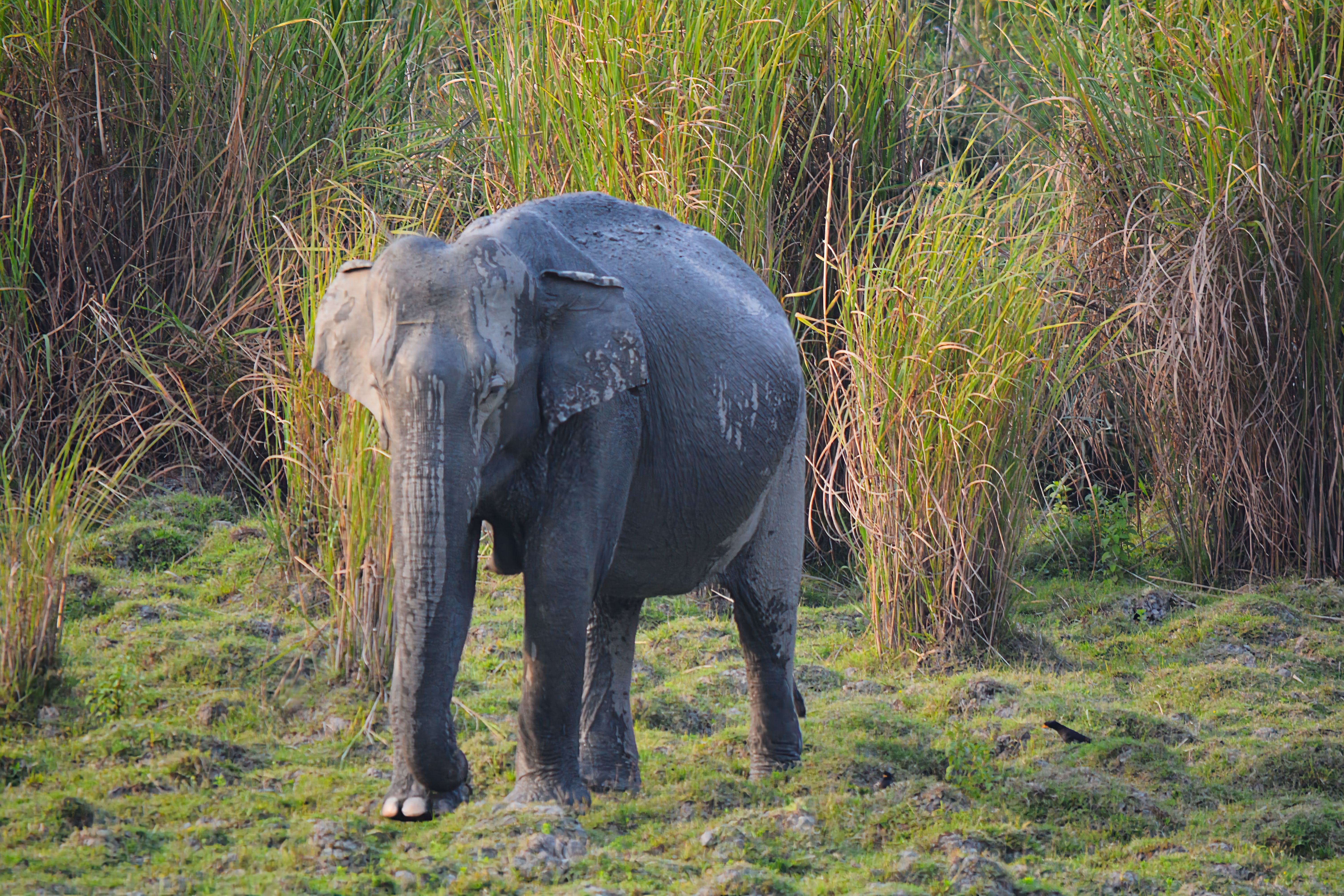 Elephant Safari Kaziranga