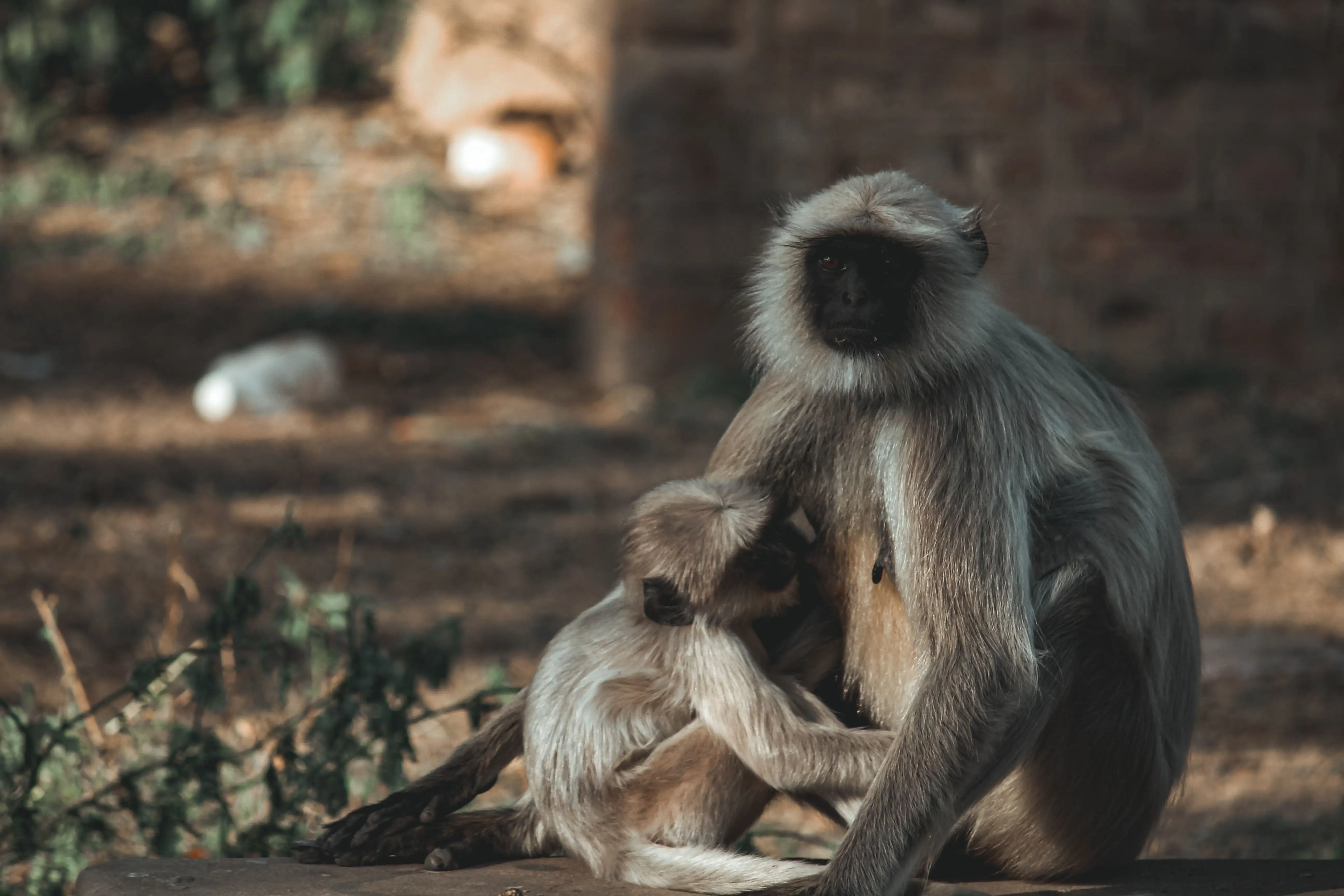 Jeep Safari in Ranthambore